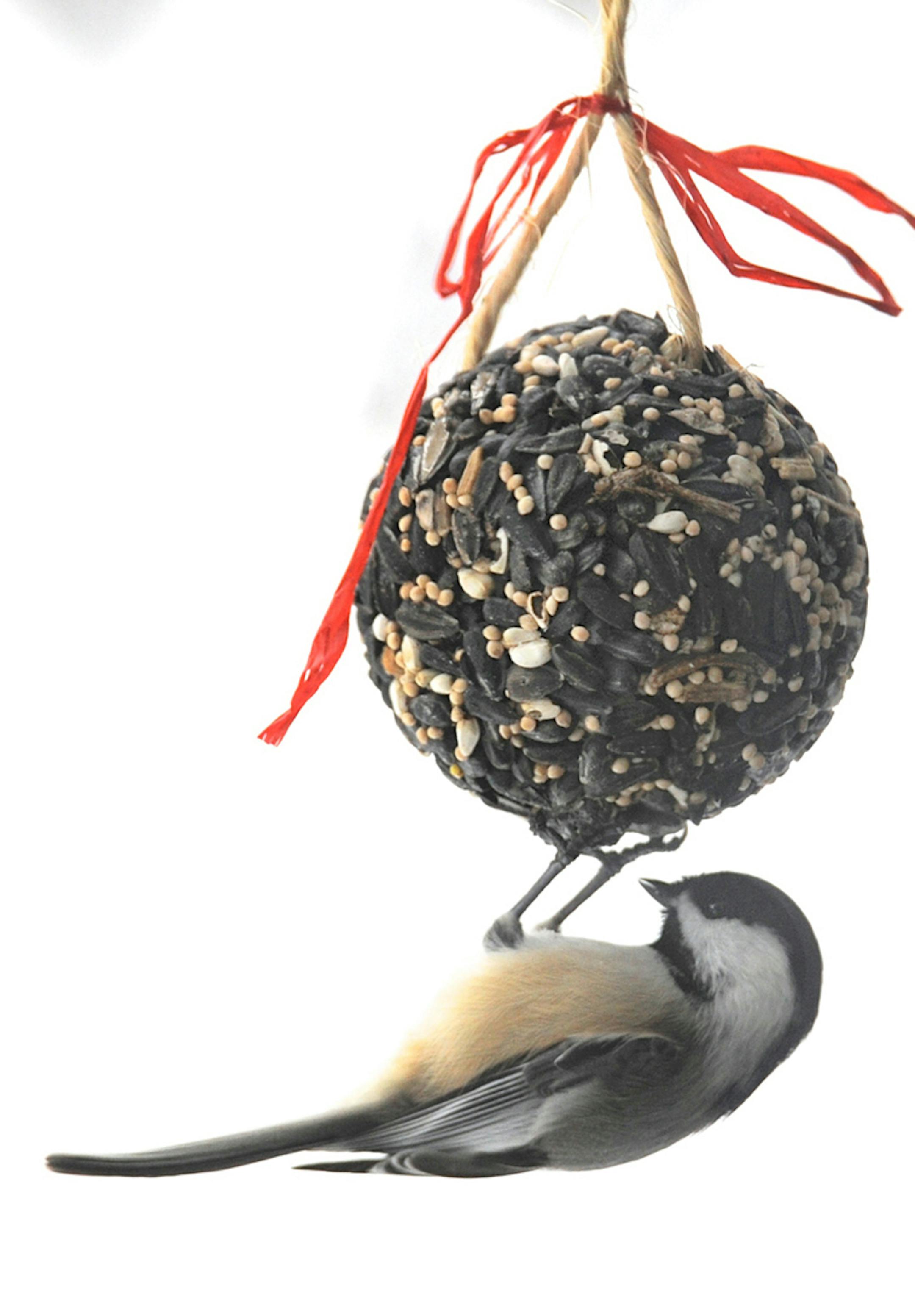 black-capped chickadee
Photo by Jim Williams, special to the Star Tribune