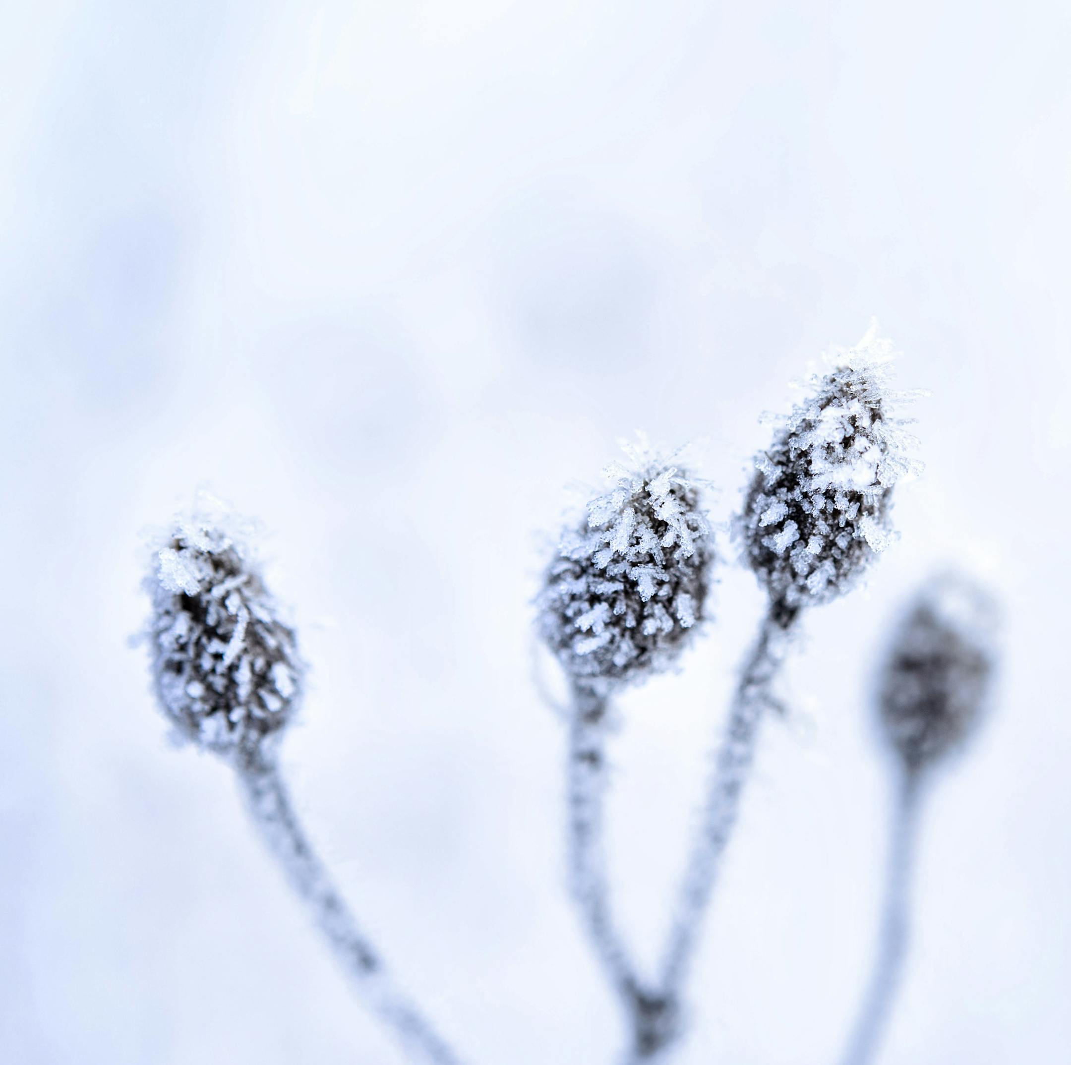 Dead weeds in an Apple Valley field provided the perfect canvas for mother nature to create frozen magic Monday morning, turning frozen fog into hoar frost. ] GLEN STUBBE * gstubbe@startribune.com Monday, February 1, 2016