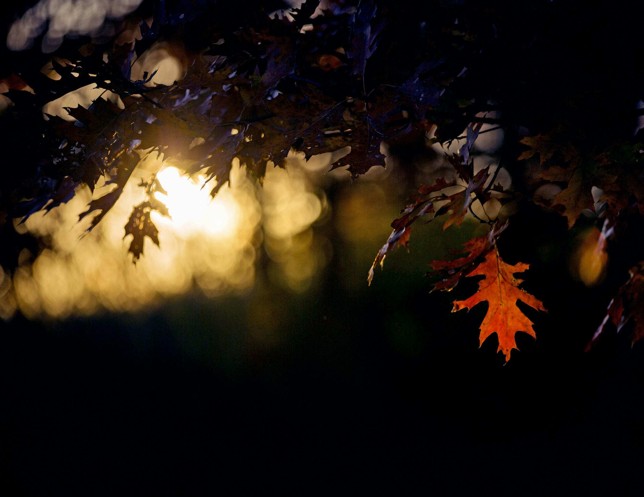 Illuminated by the setting sun, The burnt orange and golden hues of the hardwood forest in Mid-October. ] Minnesota State of Wonders travel Project - South East Minnesota Bluff Country. BRIAN PETERSON ‚Ä¢ brian.peterson@startribune.com Red Wing, MN 10/13/14