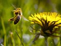 Leaving blossoms early in the season can help pollinators. If you're intent on pulling out dandelions, keep at it; if left, they will return the follo