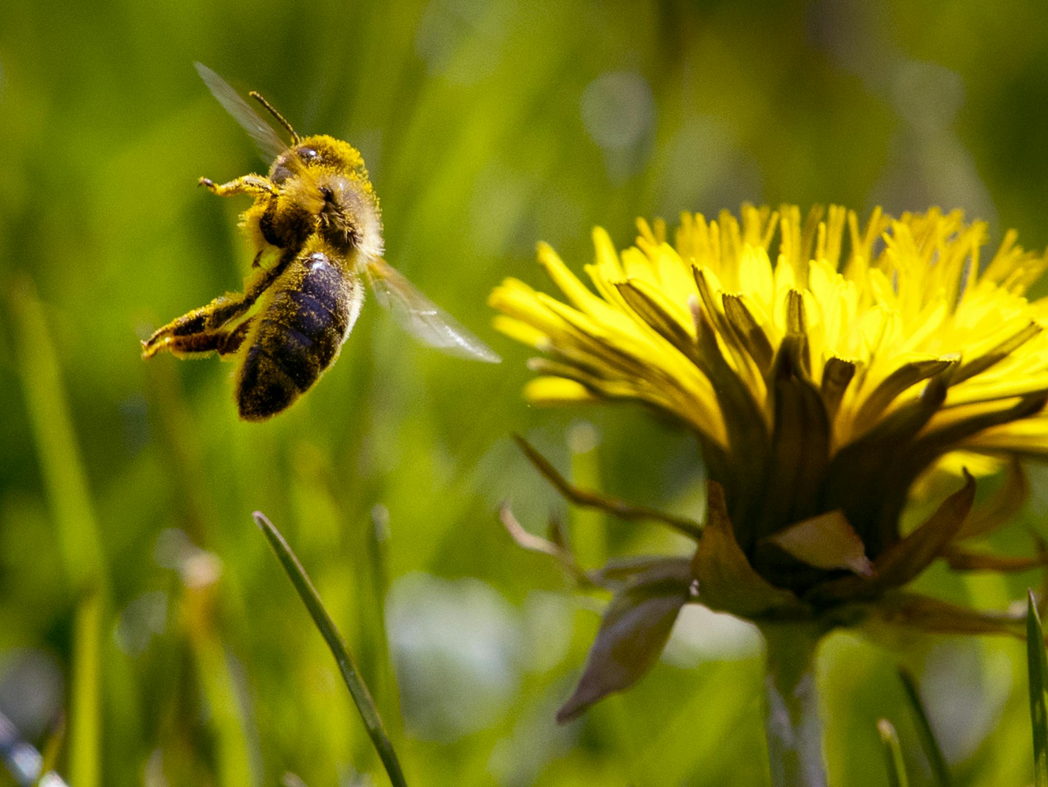 Leaving blossoms early in the season can help pollinators. If you're intent on pulling out dandelions, keep at it; if left, they will return the following year.