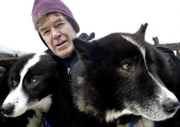 Will Steger with some of his sled dogs.