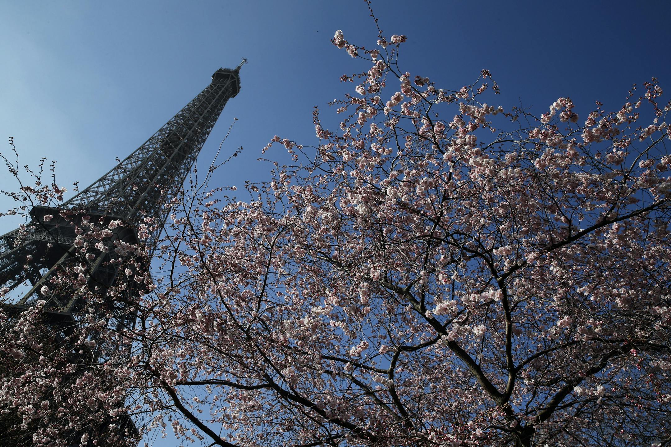 The Eiffel Tower is seen next to a flowering tree in Paris.