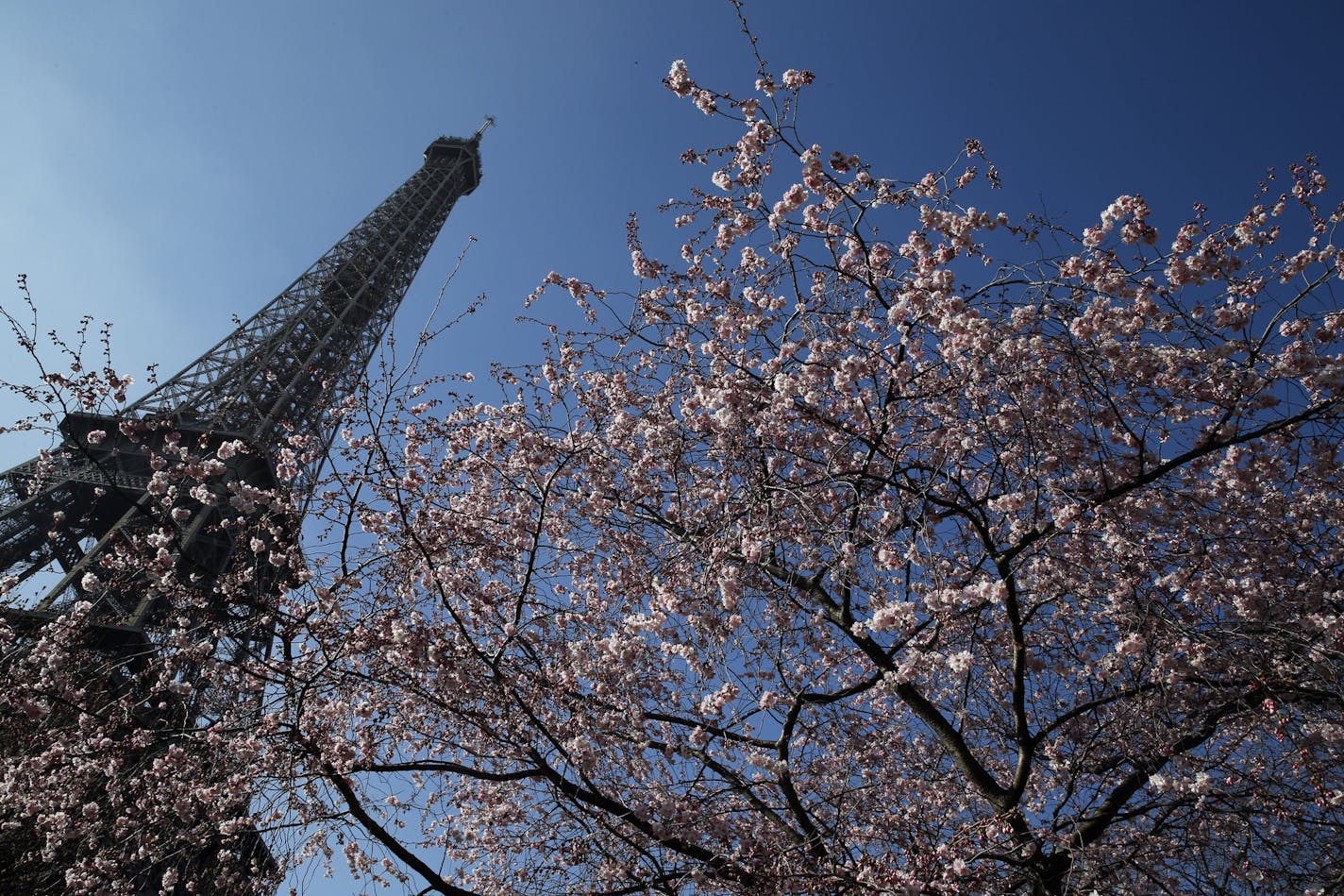 The Eiffel Tower is seen next to a flowering tree in Paris.