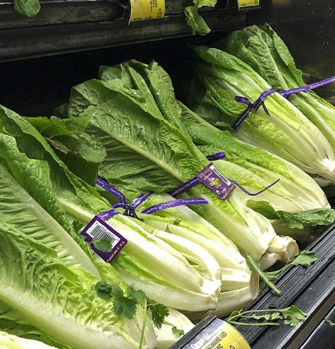 FILE - This Nov. 20, 2018 file photo shows Romaine Lettuce in Simi Valley, Calif. U.S. health officials are telling people to avoid romaine lettuce grown in Salinas, Calif., Friday, Nov. 22, 2019, as they investigate a food poisoning outbreak. They also say not to eat the leafy green if the label doesn&#x2019;t say where it was grown. (AP Photo/Mark J. Terrill, File)