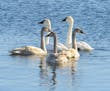 Trumpeter swan family. Jim Williams photo