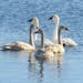 Trumpeter swan family. Jim Williams photo