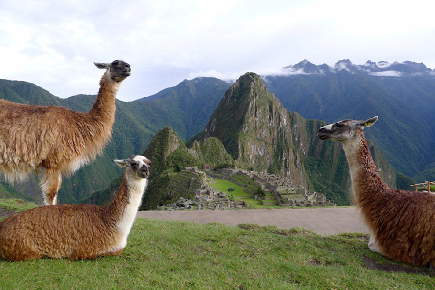 Emily Ackerman of Minneapolis took an early bus to Machu Picchu to tour the Incan ruins. But before she stepped onto the ruins, she decided to climb uphill to take in the view, where she was met by a group of perfectly posed llamas.