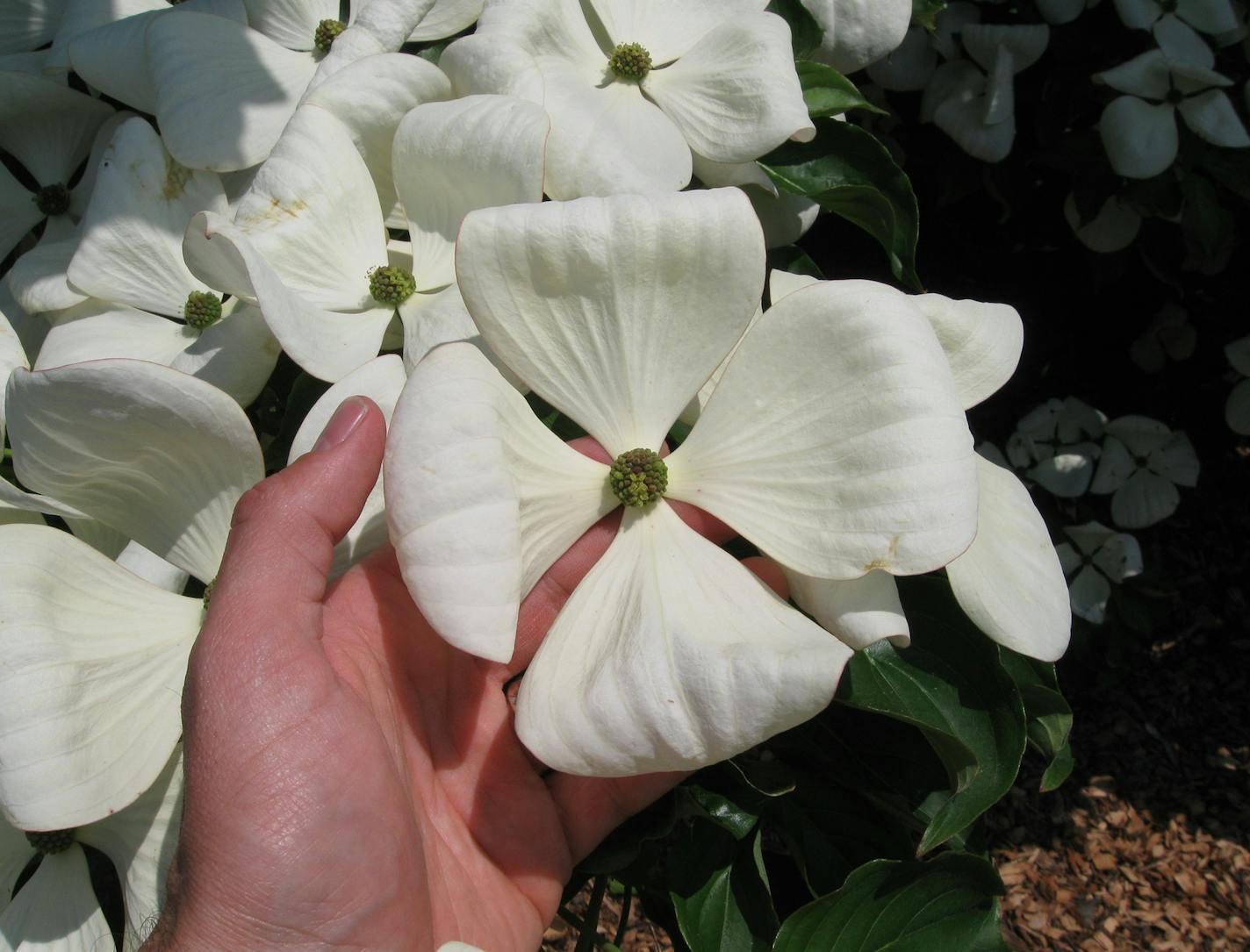 The popular dogwood hybrid Venus.