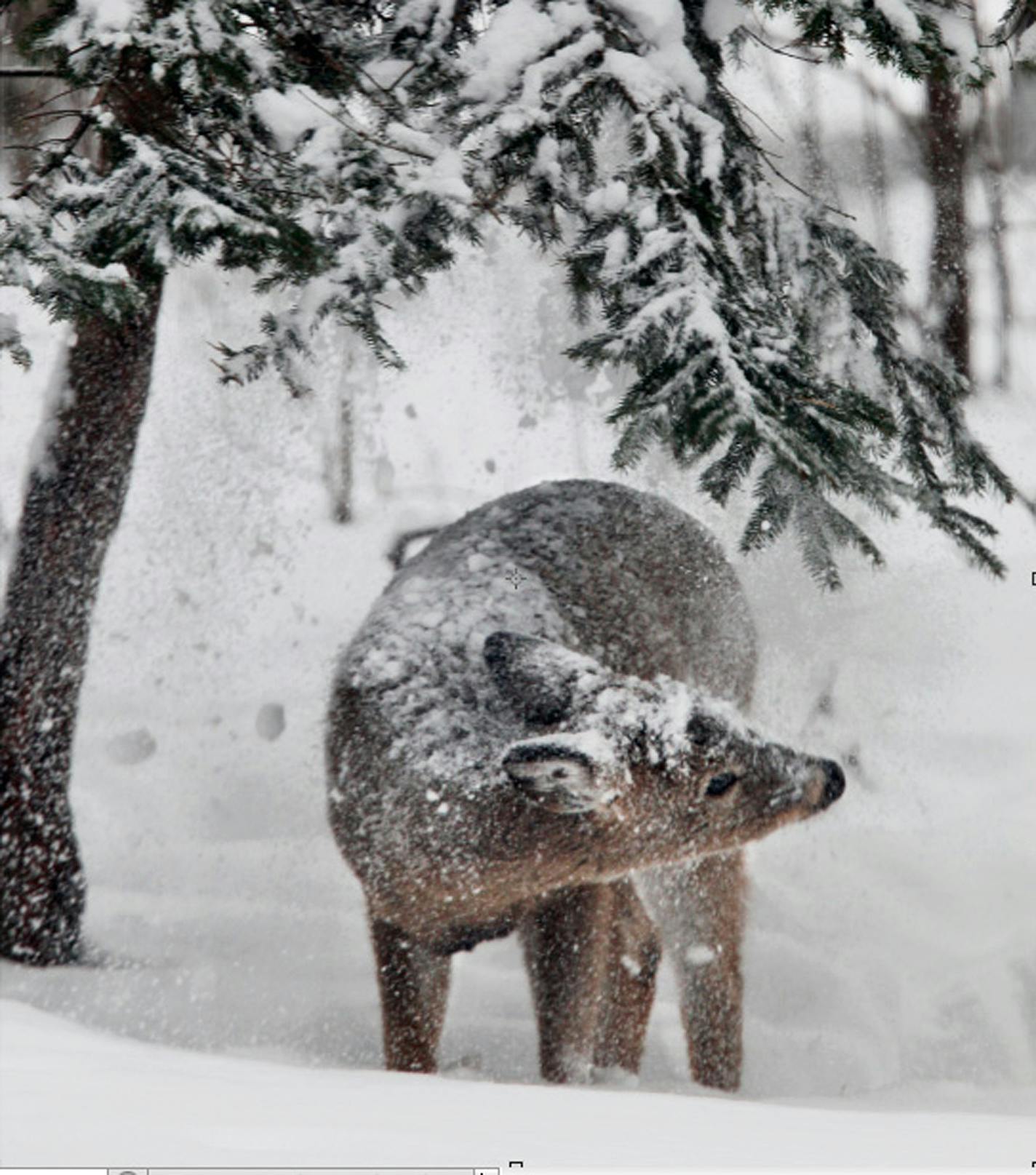 MARLIN LEVISON*mlevison@startribune.com GENERAL INFORMATION The heavy snowfall of early winter has had an effect on animals as well as people. Deer normally rely on ground cover as a daily food source. But with the current depth of snow, deer are using snow drifts to munch on tree branches that were out of reach earlier. IN THIS PHOTO: ] This deer grabbed a mouth full of twigs, endured a snow shower in the process then bedded down in a northern Ramsey County woods. Fort Snelling State Park DO NO