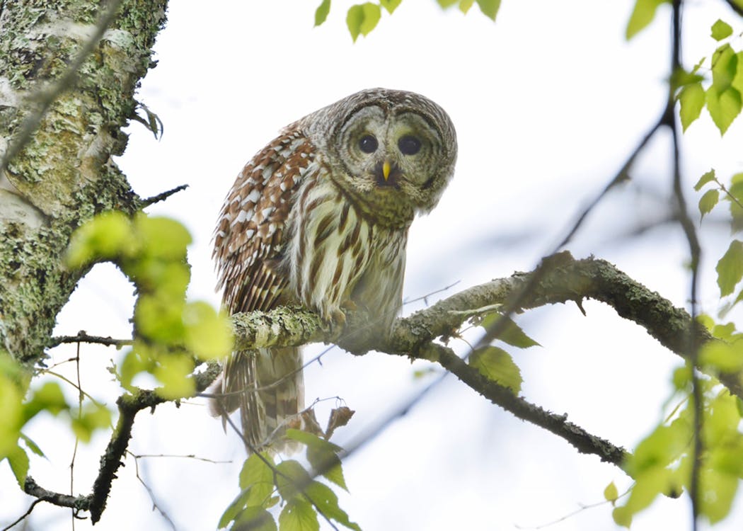 A barred owl in summer. 