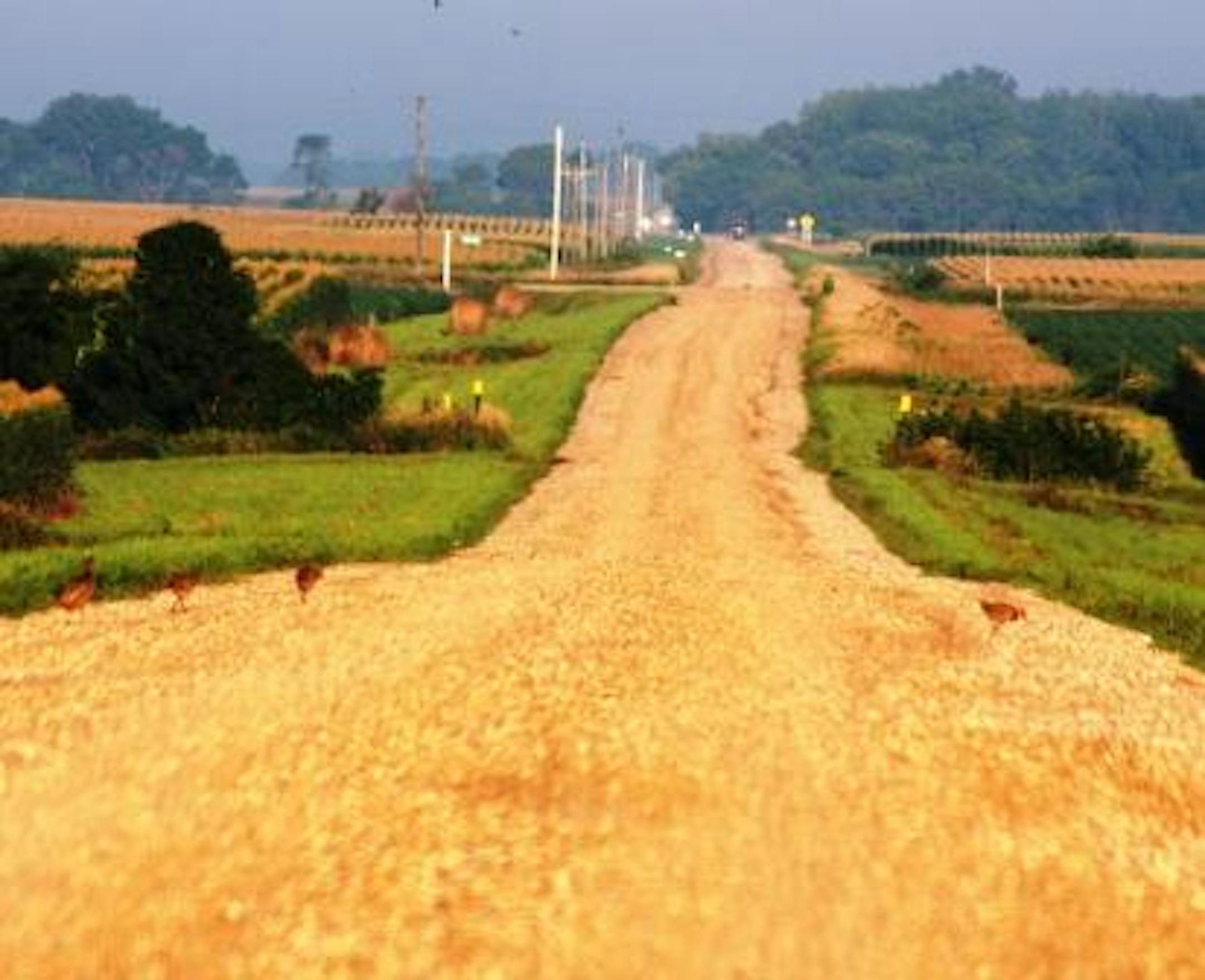 Dewey August mornings along South Dakota's gravel roads will tell biologists whether pheasants numbers are up, down or staying the same. Photo by Anthony Hauck / Pheasants Forever