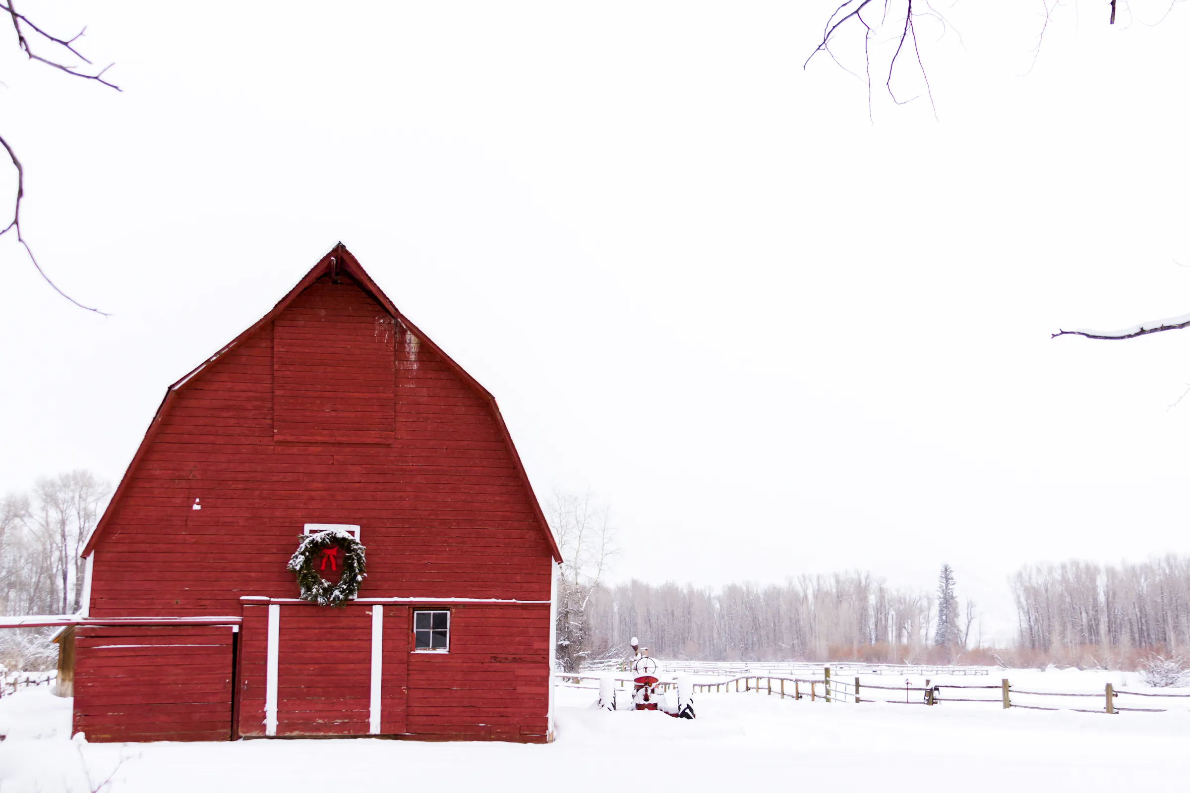 A not-so-silent night in the barn