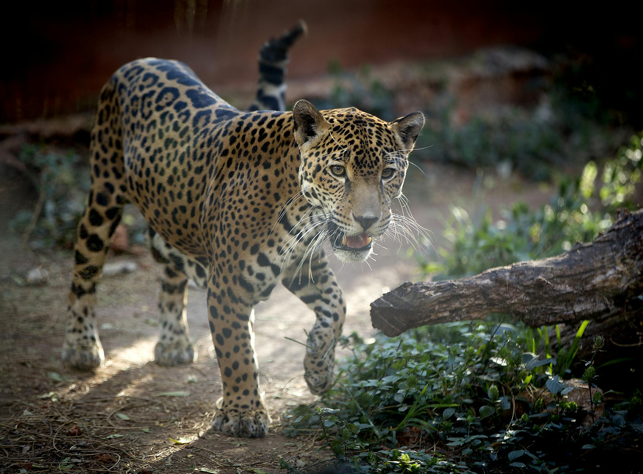 A jaguar made its way through its enclosure at the Choco-Story Museum and Eco-Park in Uxmal, Yucatan. The park has a Mayan chocolate museum, but it is also filled with plants,flowers, and and animals native to the area. ELIZABETH FLORES &#x2022; liz.flores@startribune.com