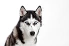 Funny portrait of a dog Siberian Husky on a white background