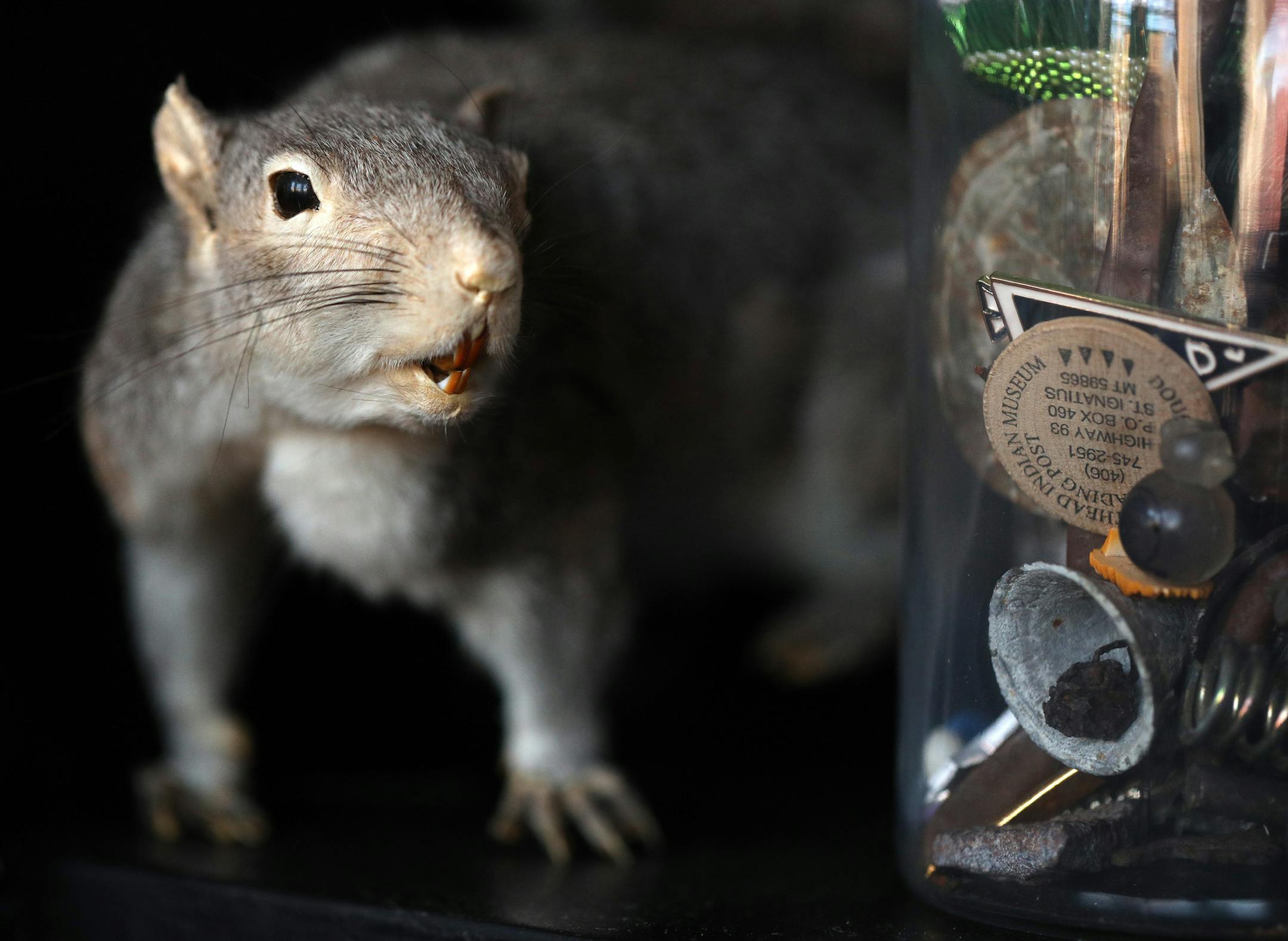 A taxidermied squirrel peeked out from a bookshelf. ] ANTHONY SOUFFLE ï anthony.souffle@startribune.com Josh Miller's apartment is adorned with with oddities and curiosities such as skulls, taxidermy, and religious objects that create a unique decor that's growing in popularity among millennials, photographed Tuesday, Oct. 25, 2017 in Minneapolis.