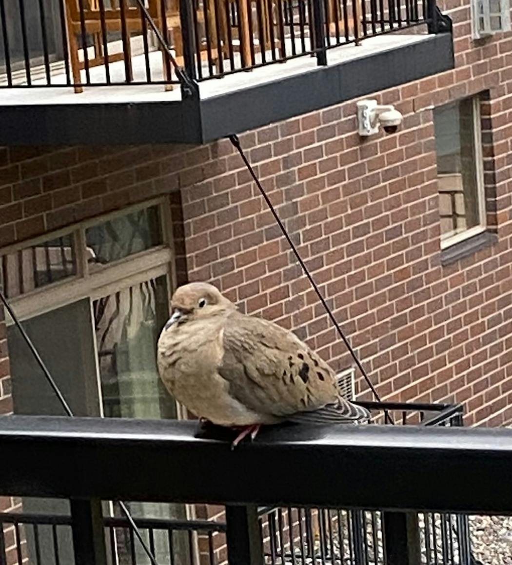 Mourning dove on the balcony railing. Mourning doves are migratory, although a few birds will stay in Minnesota year-round, able to find enough food in mild winters.