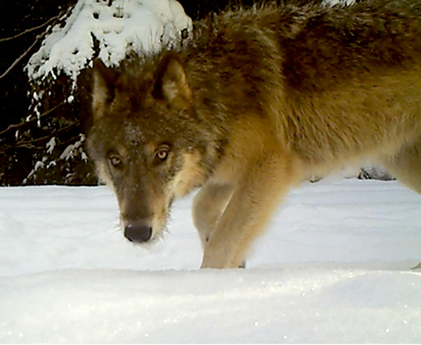 The U.S. Fish and Wildlife Service is expected to remove the gray wolf from the endangered species list.