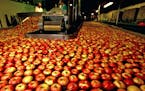Honeycrisp apples begin the process of being cleaned, sorted and boxed for shipment to high-end retailers at the Pepin Heights facility in Lake City, 