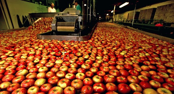 Honeycrisp apples begin the process of being cleaned, sorted and boxed for shipment to high-end retailers at the Pepin Heights facility in Lake City, 