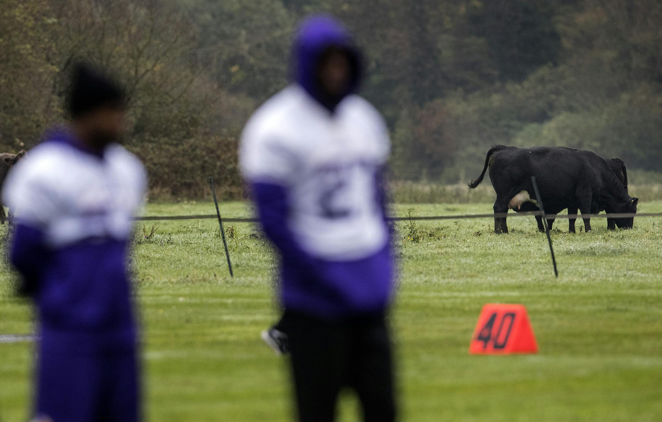 Cows grazed near the Minnesota Vikings practice at the Syon House outside of London in preparation for a game vs. the Cleveland Browns. ] CARLOS GONZALEZ ï cgonzalez@startribune.com - October 26, 2017, London, England, UK, NFL, Minnesota Vikings vs. Cleveland Browns, Practice at Syon House