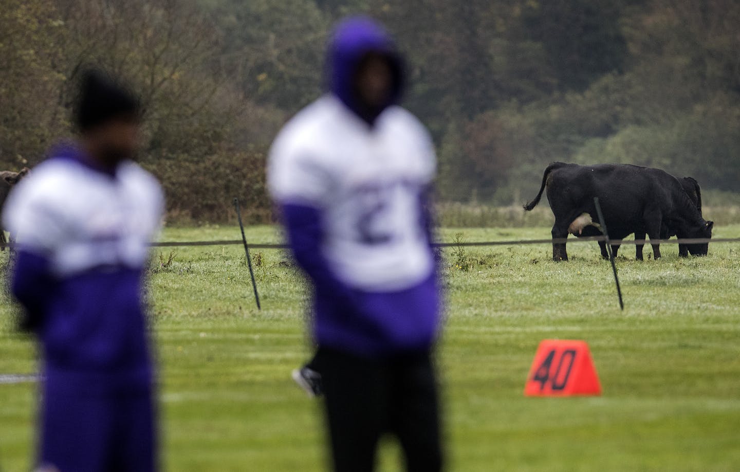 Cows grazed near the Minnesota Vikings practice at the Syon House outside of London in preparation for a game vs. the Cleveland Browns. ] CARLOS GONZALEZ &#xef; cgonzalez@startribune.com - October 26, 2017, London, England, UK, NFL, Minnesota Vikings vs. Cleveland Browns, Practice at Syon House