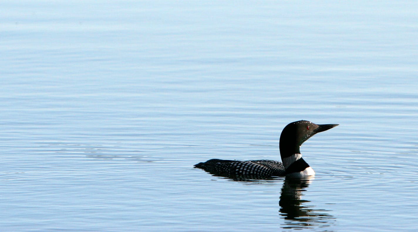 A loon near Akeley, Minn.