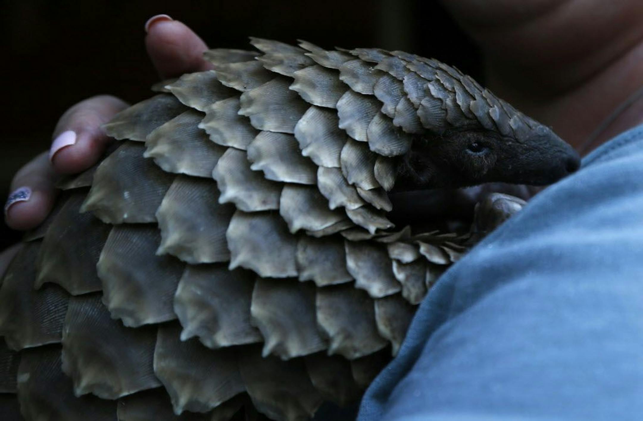 In this photo taken on Friday March 16, 2018 a pangolin from the Johannesburg Wildlife Veterinary Hospital is held by a carer before being taken to the field to forage for food, near Johannesburg. Africa's pangolins are under increasing threat from traffickers who sell the meat as well as the scales of the anteater for use in traditional Chinese medicine.