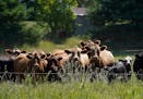 Drought damaged many cattle farms last summer, including some near Cannon Falls. Both Democrats and Republicans agree farmers deserve relief but are s