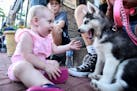 Raegen Dickey, 1, of White Bear Lake, played with a Husky puppy, owned by 13-year old Annika Lebahn, of Vadnais Heights, during Marketfest Thursday ni