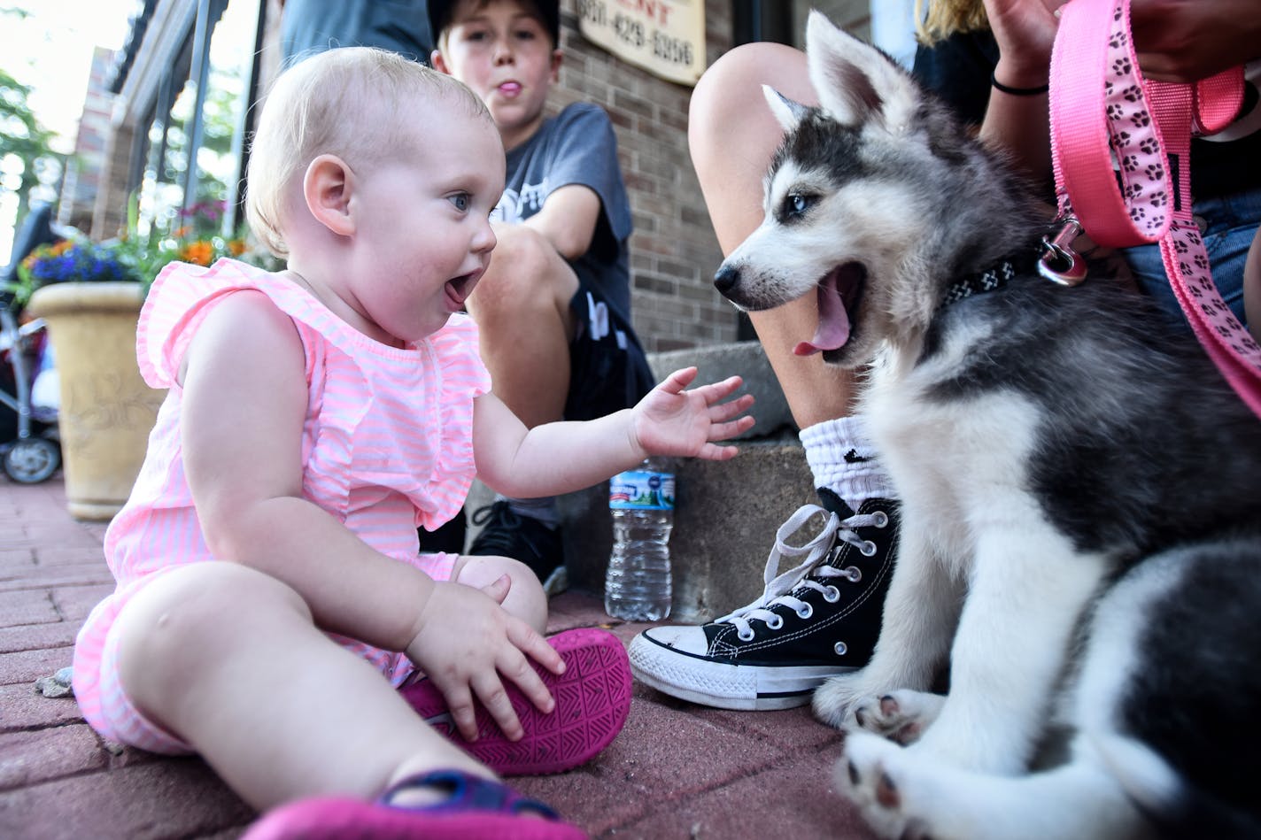 Raegen Dickey, 1, of White Bear Lake, played with a Husky puppy, owned by 13-year old Annika Lebahn, of Vadnais Heights, during Marketfest Thursday night in downtown White Bear Lake. ] AARON LAVINSKY &#x2022; aaron.lavinsky@startribune.com
Downtown White Bear Lake hosted a night of its annual Marketfest on Thursday, June 28, 2018. The event featured live music, children's activities, a business runway to highlight local businesses and a classic car show.