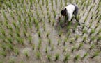 A woman works in a paddy field in Burha Mayong about 45 kilometers (28 miles) east of Gauhati, India, Thursday, Feb. 23, 2012.Agriculture is the sourc