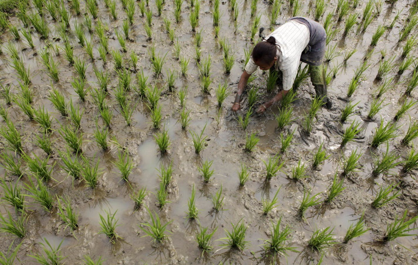 A woman works in a paddy field in Burha Mayong about 45 kilometers (28 miles) east of Gauhati, India, Thursday, Feb. 23, 2012.Agriculture is the source of livelihood for around 115 million farming families, about 70 percent of India's population. (AP Photo/Anupam Nath)