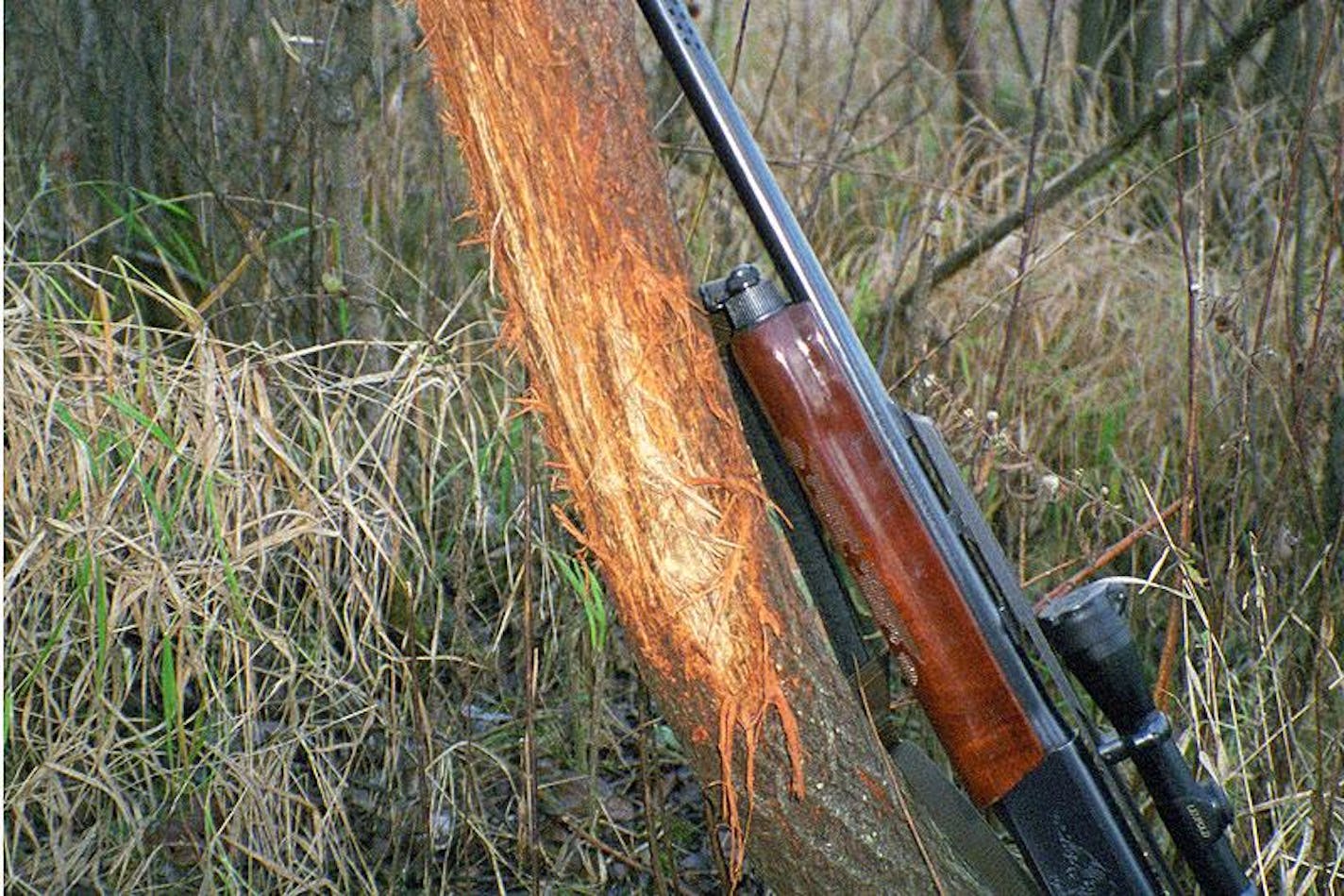 Discovering a deer rub such as this likely means a big buck is working the area.