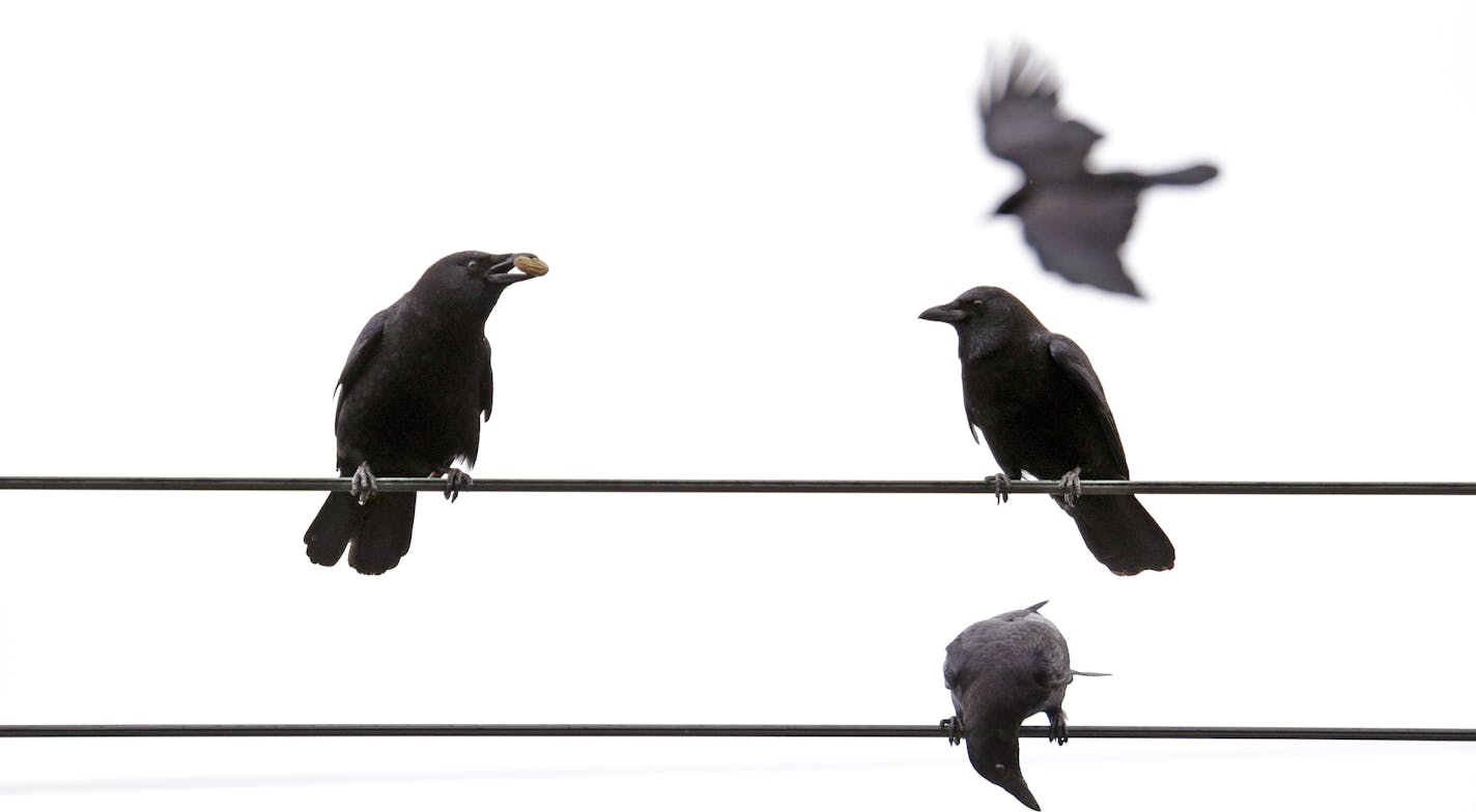 Seattle crows.