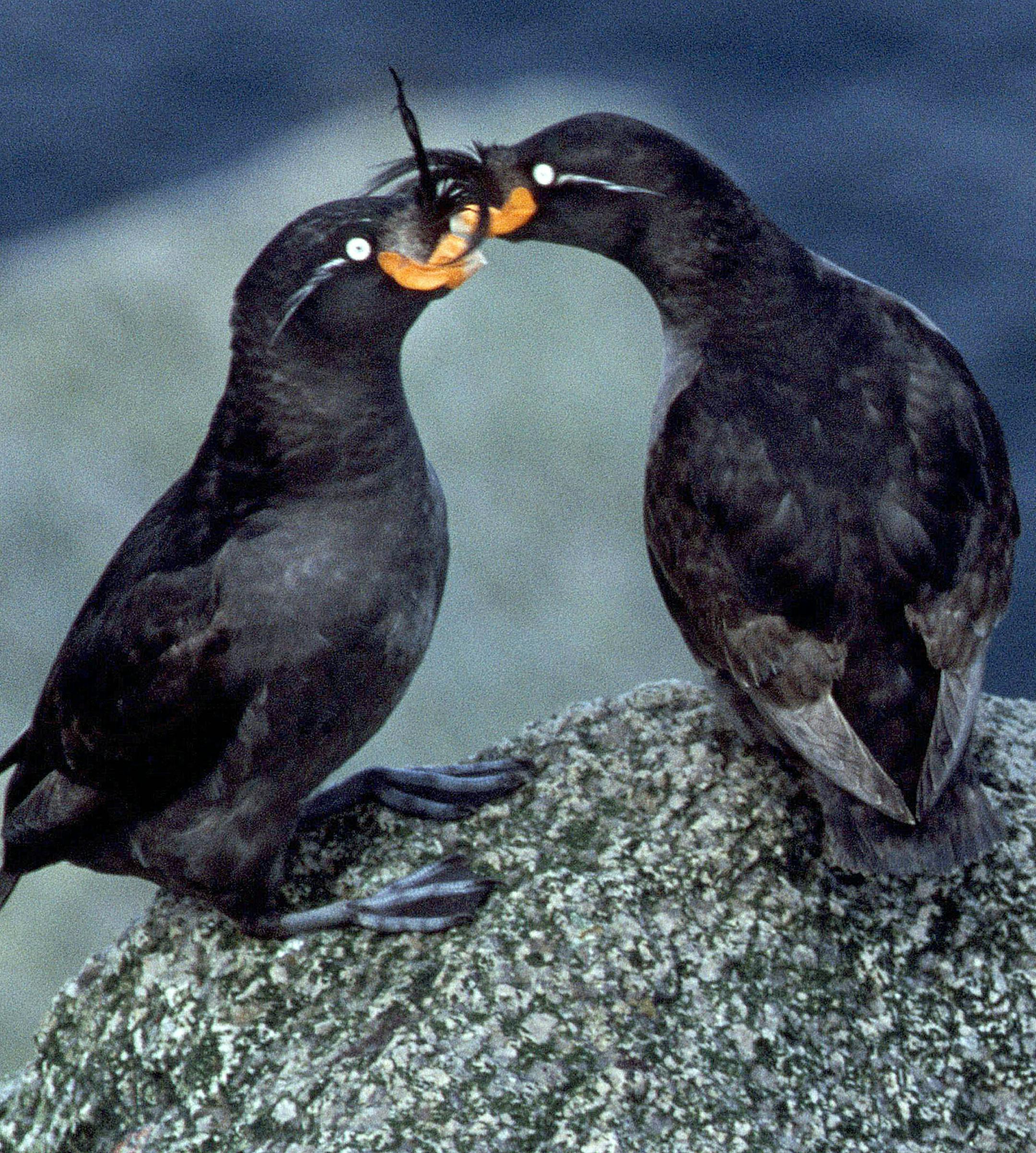 FILE - This June 2007 file photo shows two crested auklets on a cliff on St. Lawrence Island, Alaska. Lydia Apatiki, like generations of St. Lawrence Island Yup'ik Eskimo women, has created a coat from the skins of crested auklets, a bird found by the millions along the cliffs of her Bering Sea home. (AP Photo/Hector Dougals, File) ORG XMIT: AK501