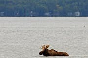 This moose drew a crowd to Lake Bemidji on Saturday before it left the water about 3:30 p.m.
