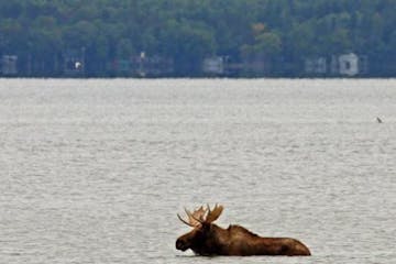 This moose drew a crowd to Lake Bemidji on Saturday before it left the water about 3:30 p.m.