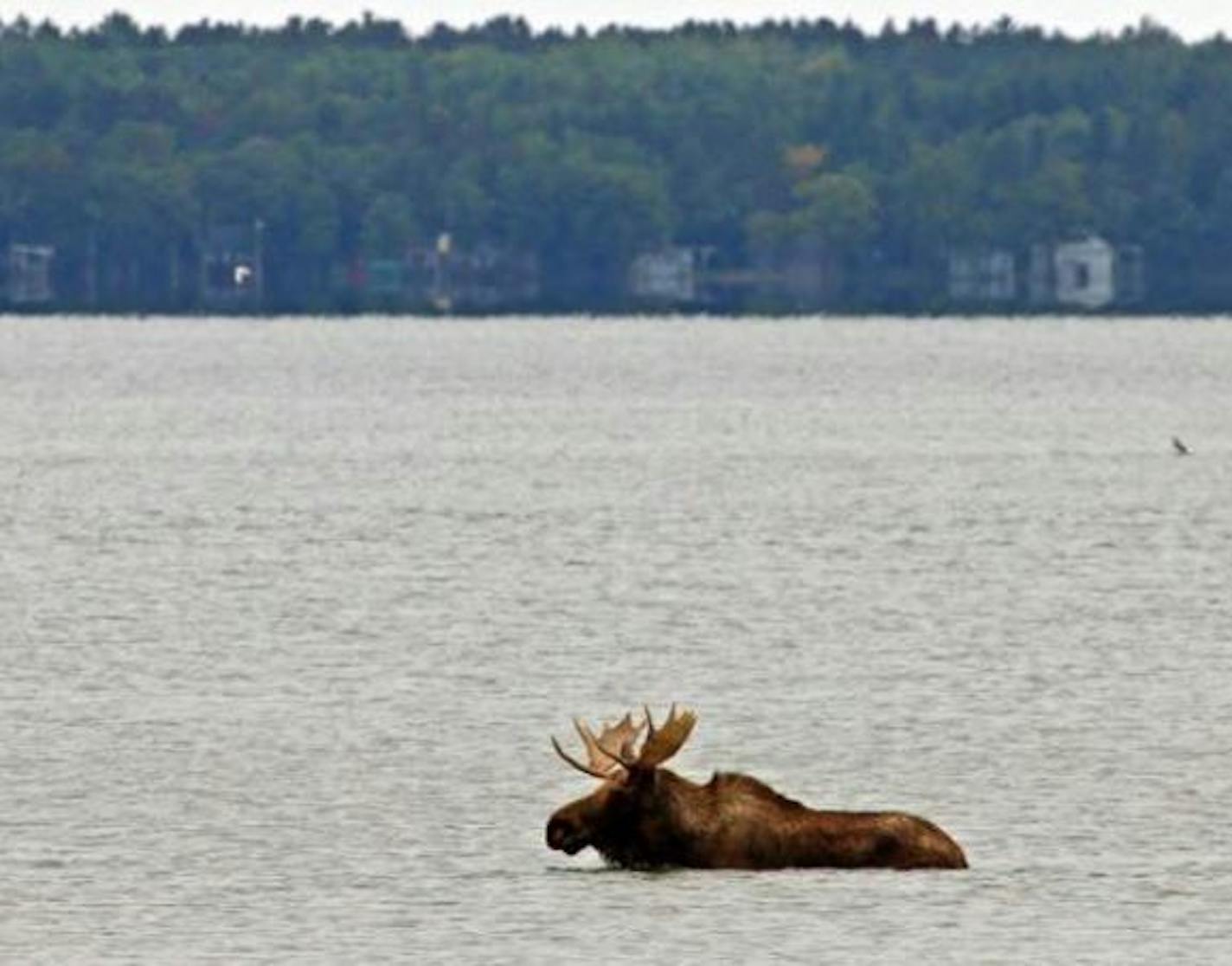 This moose drew a crowd to Lake Bemidji on Saturday before it left the water about 3:30 p.m.