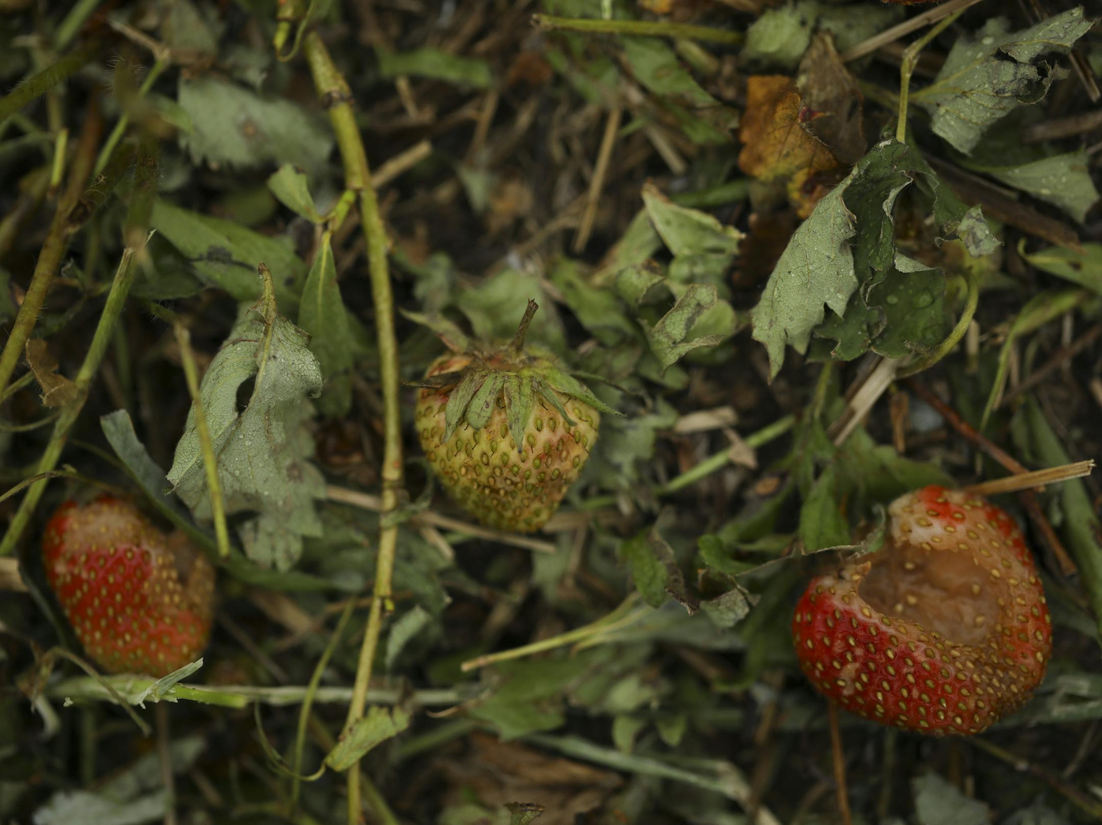 Hail damaged strawberries in a field at the Natura Farms Monday afternoon. ] JEFF WHEELER &#xef; jeff.wheeler@startribune.com Hail on Sunday morning damaged some fruit growers' crops around Forest Lake that their entire Pick Your Own crop is a complete loss. At Natura Farms, the strawberries were perhaps only two weeks from harvest, said field manager Kirstin Geerdes as she looked at damage Monday afternoon, June 12, 2017 on the farm in Marine on St. Croix. "That's farming," she said.