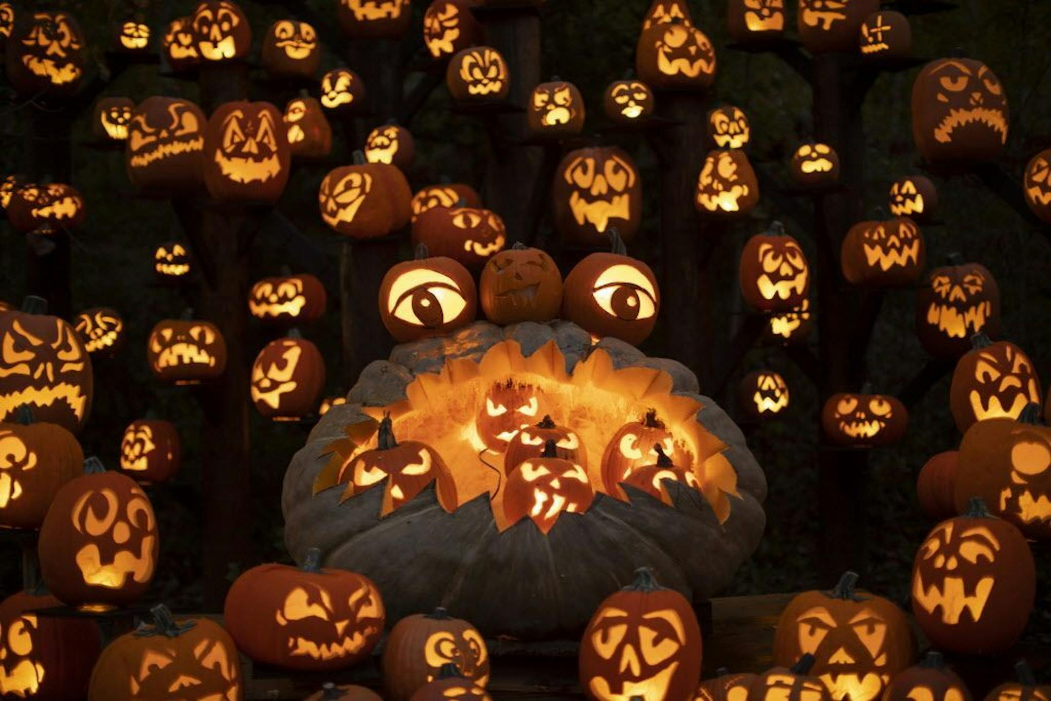A pumpkin-eating monster is one of the focal points of a giant display feature 100's of pumpkins along the trail.