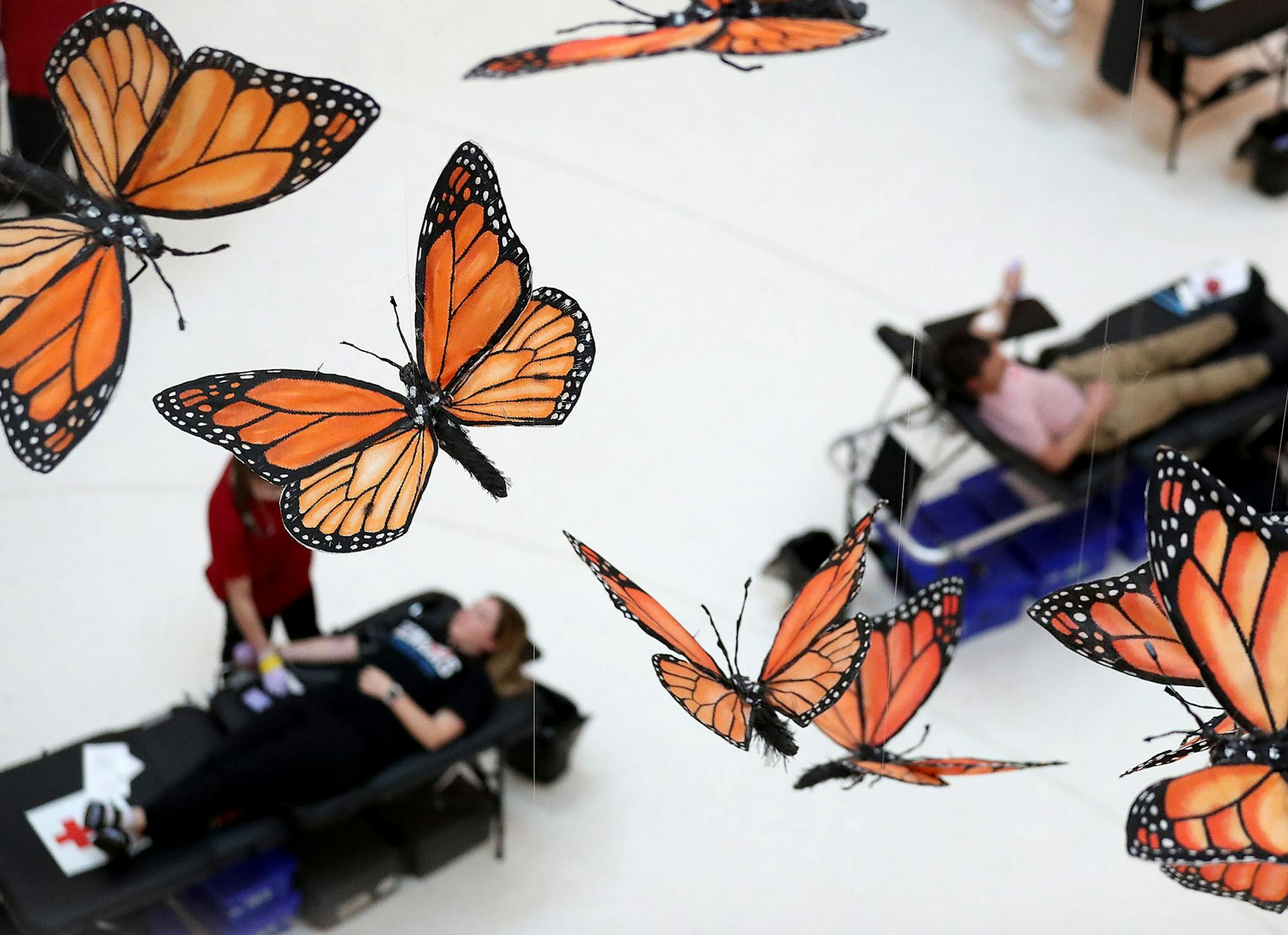 The Mall of America hosted a blood drive for the Red Cross in the North Atrium of the MOA Tuesday, April 7, 2020, in Bloomington, MN. About 80 people had appointments to have their blood drawn and donated at the event. Suspended above those giving blood were butterflies from a work entitled "Kaleidoscope", which features a majestic 30-foot Monarch butterfly surrounded by more than 300 smaller butterflies of varying size. The art piece was created by artist Christopher Lutter-Gardella and shares