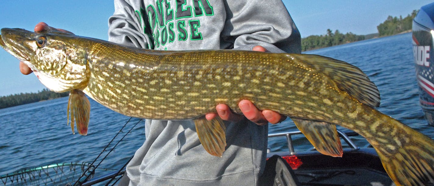 A DNR proposal would try to boost the size of northerns in Minnesota lakes by encouraging the taking of younger fish and discouraging the taking of older, larger fish. Under the idea, the state would be divided into three northern management zones each with separate northern fishing regulations.