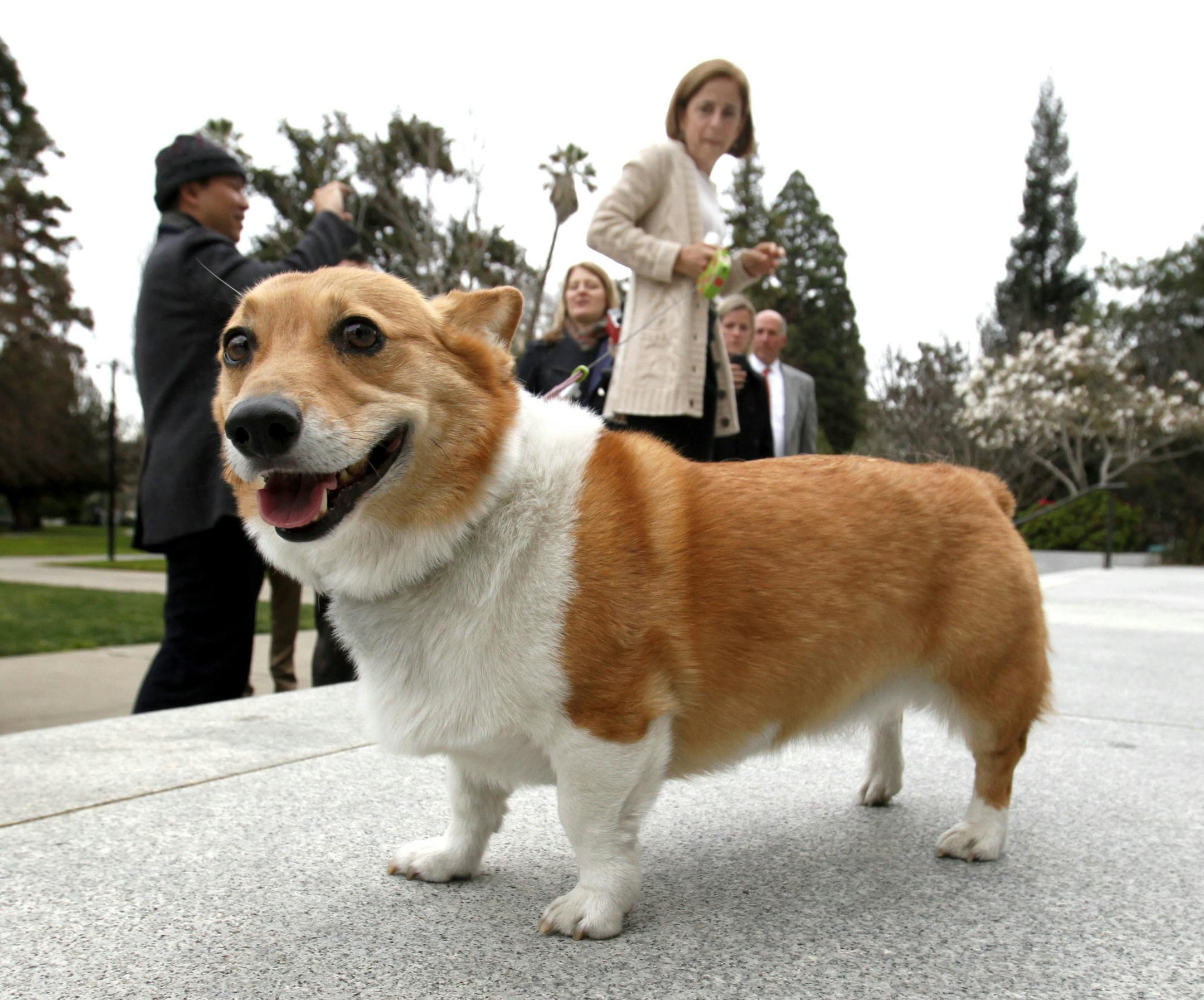 Pembroke Welsh corgis like Sutter, who was California's first dog for a time, are known for being social and spunky.