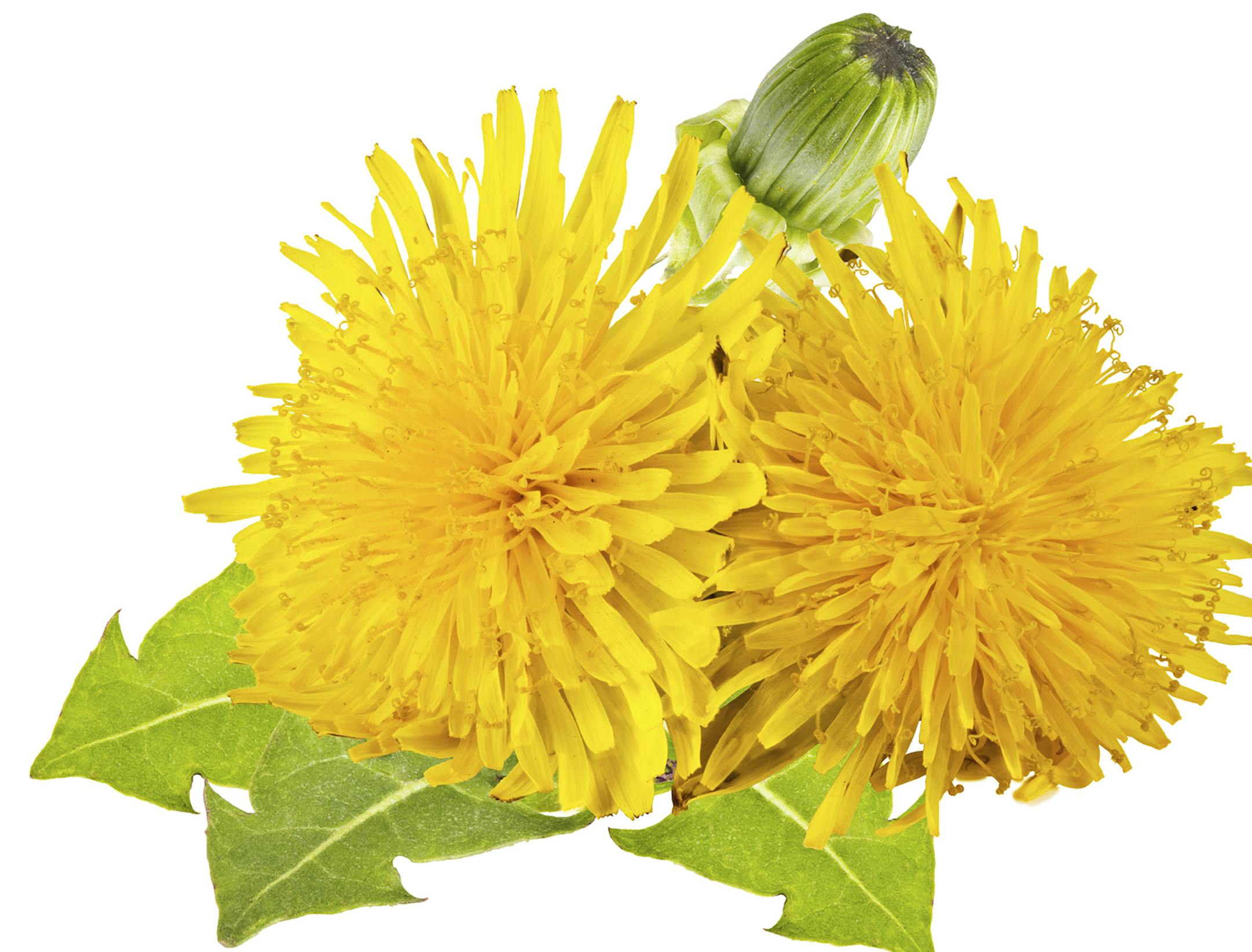 yellow dandelions with green leaves on a white background from istock