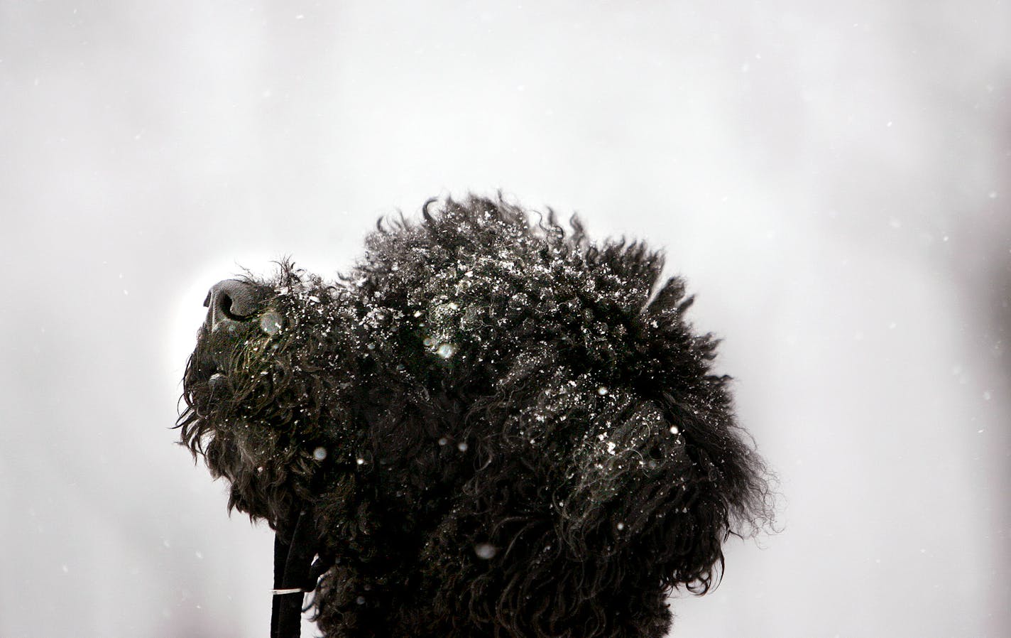 Bob Chepolis of Eden Prairie and Max the poodle made their way around a snow-covered Lake Harriet early today.