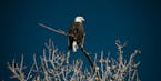 FILE-- A bald eagle, one of the Endangered Species Act&#x2019;s success stories, is seen perched atop a tree branch over looking the countryside near 