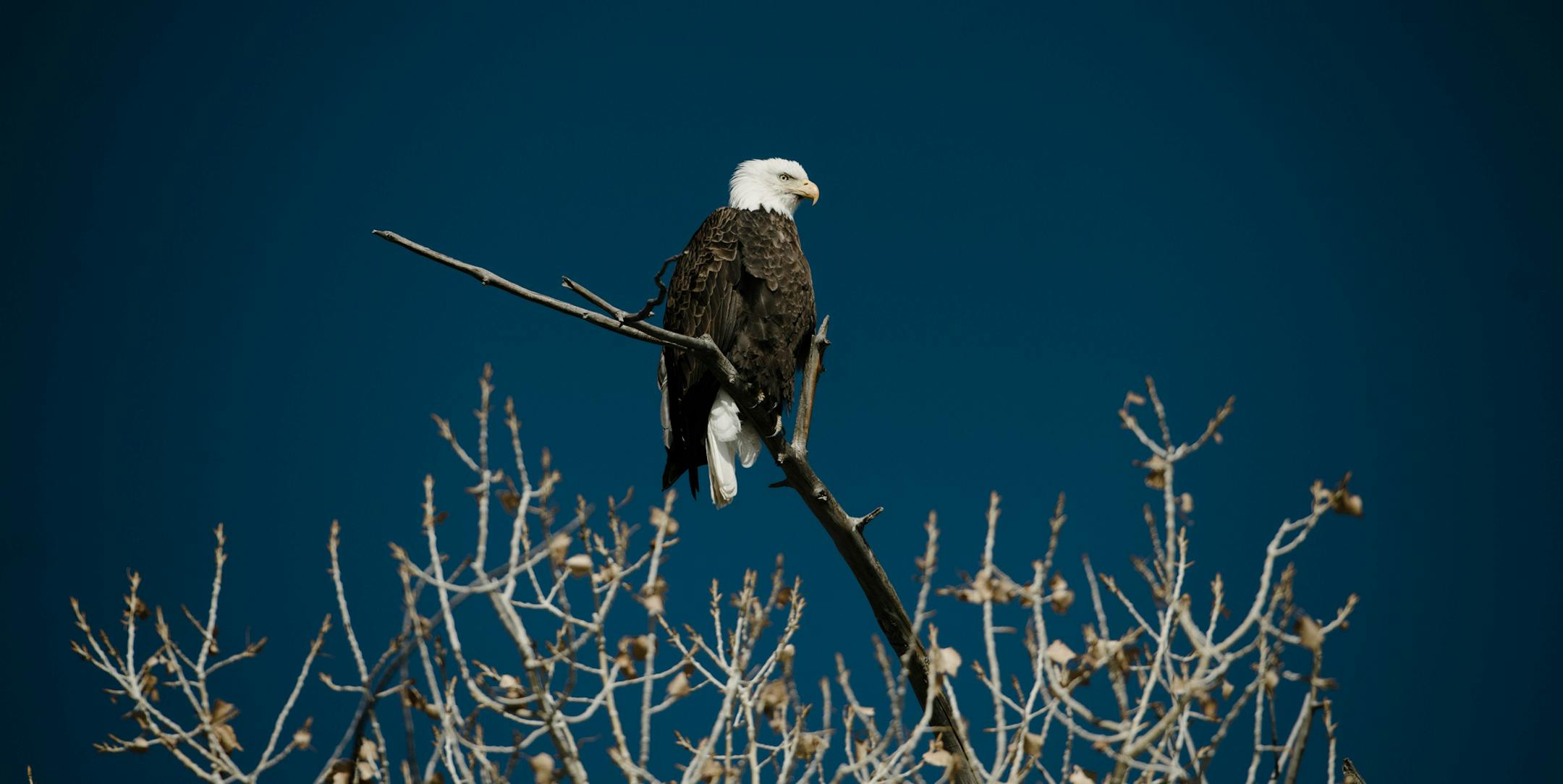 FILE-- A bald eagle, one of the Endangered Species Act&#x2019;s success stories, is seen perched atop a tree branch over looking the countryside near Castle Dale, Utah, ,Feb. 7, 2019. The Trump administration on Aug. 12, 2019, announced that it would change the way the Endangered Species Act is applied, significantly weakening the nation&#x2019;s bedrock conservation law credited with rescuing the bald eagle, the grizzly bear and the American alligator from extinction. (Brandon Thibodeaux/The Ne