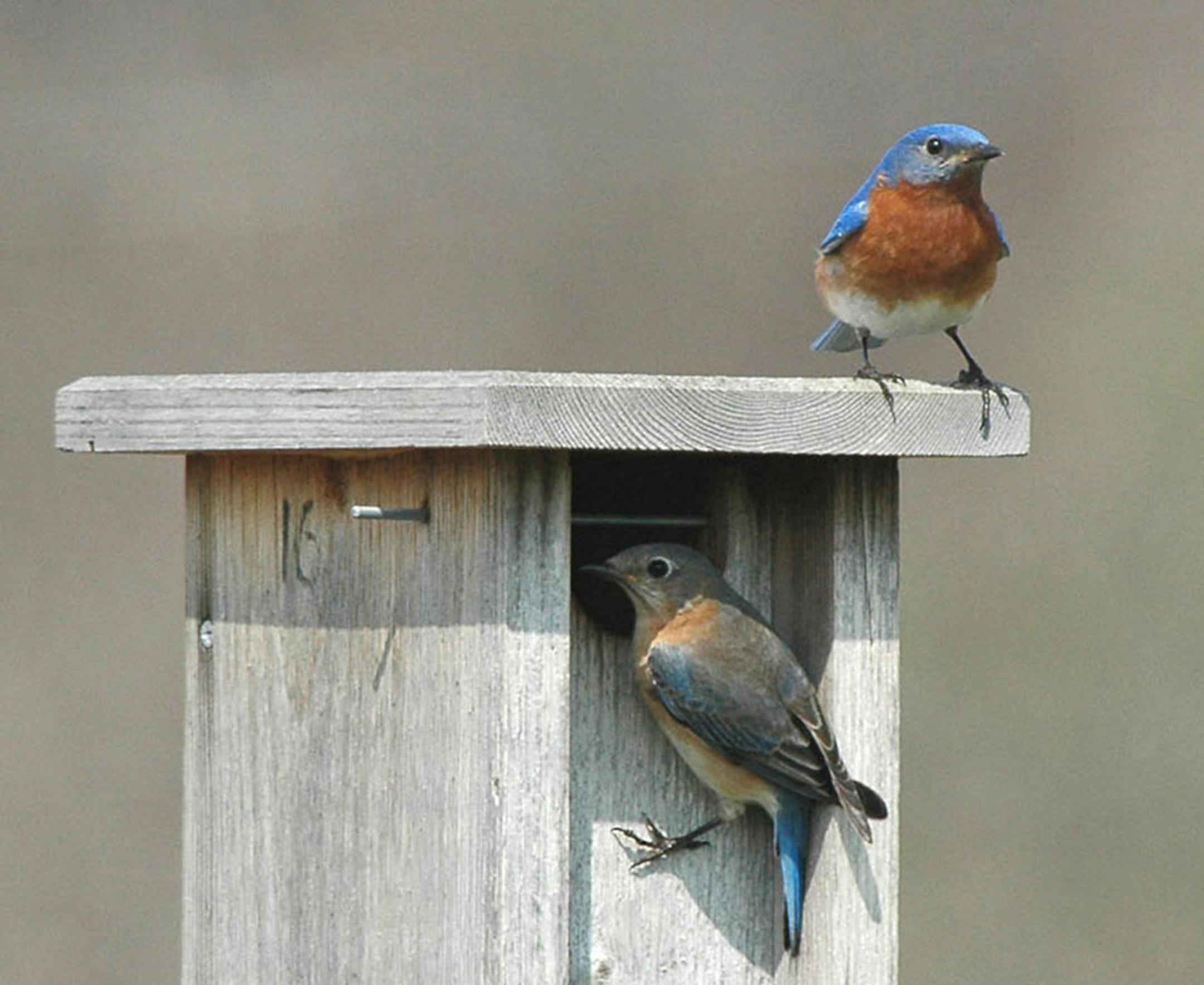 Photos by Jim Williams A female (left) and male bluebird check out the human-made structure where they‚Äôll raise their broods this summer. If you want to see bluebirds, look for nest boxes like this one.