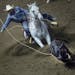 Cody Huber of Albia, IA competed in the Tie Down Roping competition at the PRCA Rodeo during the Minnesota Horse Expo.